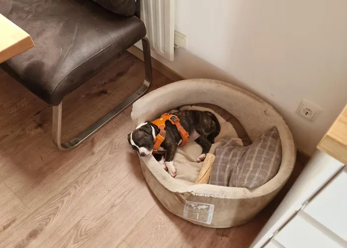 Fini بيت للعطل *